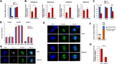 A complex interplay between H2A.Z and HP1 isoforms regulates pericentric heterochromatin